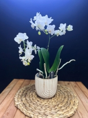 Çiftli Minyatür Beyaz Orkide